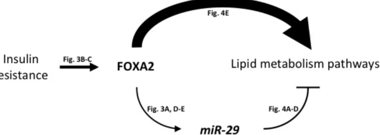 Figure  2.5.  Schematic  of  the  FOXA2:miR-29  regulatory  circuit  in  the  liver.  A  possible  model of FOXA2:miR-29 circuitry in the liver is shown
