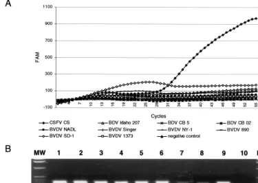 FIG. 1. Speciﬁcity of CSFV RT-PCR assay. (A) Genomic RNAs obtained from CSFV strain CS, BDV strains Idaho 207, CB02, and CB05, andBVDV strains NADL, Singer, NY-1, 890, SD-1, and 1373 were assayed by CSFV-speciﬁc real-time RT-PCR