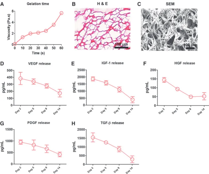 FIG. 2. Characterization of the sprayed platelet fibrin patch in vitro. (A) Mixing platelet-rich plasma with calcium- calcium-containing media solution in compressed air by the spray set resulted in a stable gel formation in less than 1 min; (B) Hematoxyli