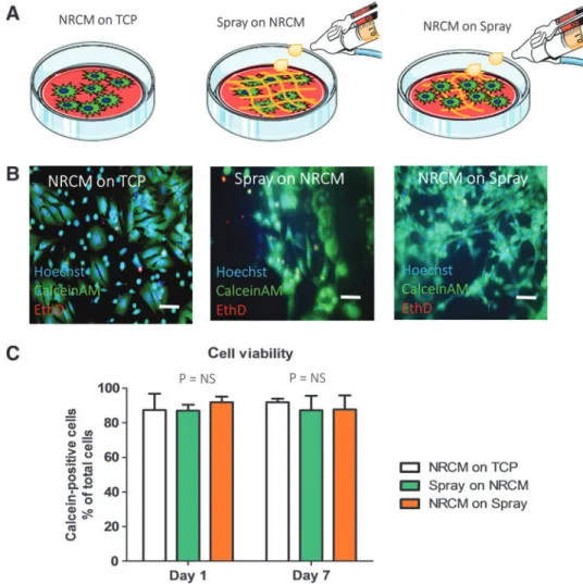 FIG. 3. Cardiomyocyte biocompatibility with the sprayed platelet fibrin patch.