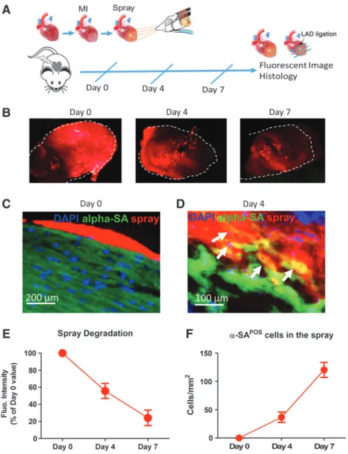 FIG. 4. Characterization of sprayed platelet fibrin patch on post-MI hearts. (A) Schematic  de-sign of sprayed labeled platelet  fi-brin patch in a mouse model of MI.