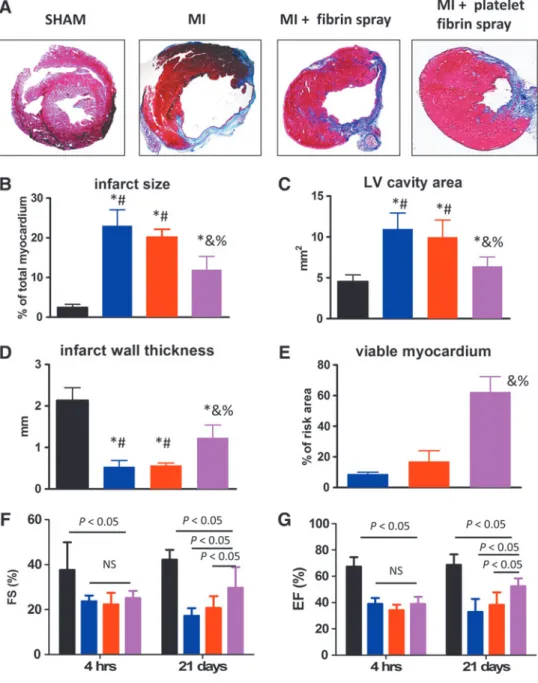 FIG. 6. Sprayed platelet fibrin patch attenuates LV remodeling and preserves cardiac function