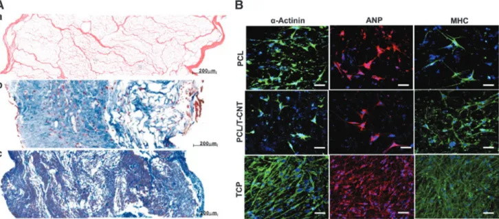 FIG. 5. Summary of engineered approaches to cardiac tissue regeneration. Extracellular matrix materials such as collagen, alginate, hyaluronic acid, and chitosan are used alone or combined as a cardiac patch to provide mechanical strength and stabilize the