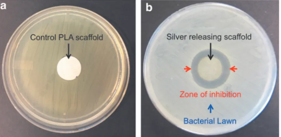 FIG. 1. Antimicrobial efficacy of control PLA scaffolds (a) and silver-releasing  scaf-folds (b) against MRSA bacteria as  evalu-ated by the AATCC 147 test