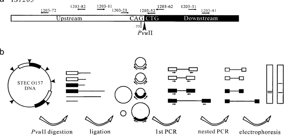 FIG. 1. Schematic diagram of IS1203downstream (solid box) fragments, by PvuII digestion between nucleotides 1032 and 1033 (arrowhead)
