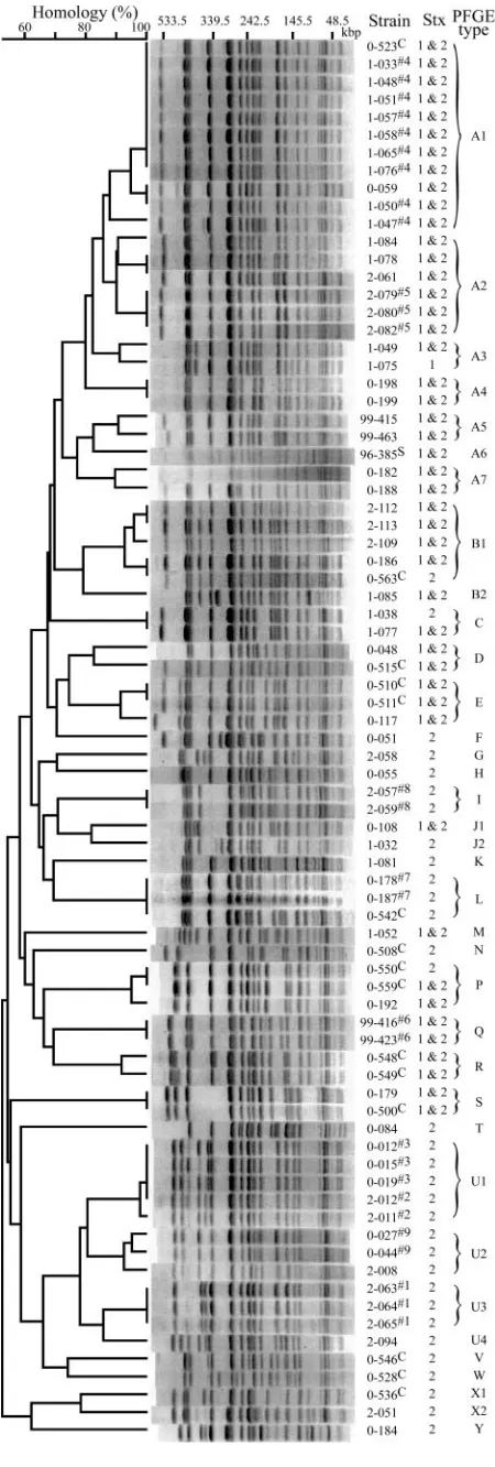 FIG. 2. A dendrogram based on PFGE patterns was drawn by usingUPGMA. PFGE patterns are also shown