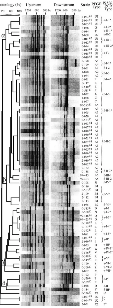 TABLE 1. IS1203 PCR types with the same PFGE pattern
