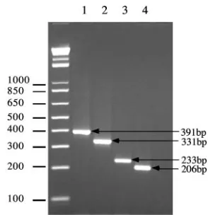 FIG. 4. Multiplex PCR analysis of Campylobacter colilobacter jejunicies-speciﬁc PCR amplicons were resolved after electrophoresisthrough a 3% agarose gel