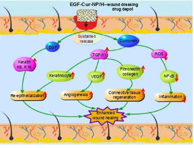 Figure 10 schematic representation of mechanisms of action of cur and egF in wound healing processes.Abbreviations: NP, nanoparticle; h, hydrogel; cur, curcumin; egF, epidermal growth factor; rOs, reactive oxygen species; TgF-β1, transforming growth factor beta-1.