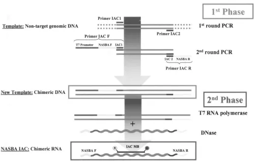 FIG. 1. General ﬂowchart of construction of an IAC used for real-time NASBA with molecular beacon (MB) detection