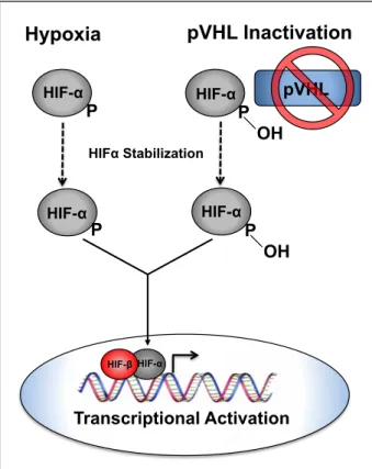 Figure 1.2:  HIFα stabilization.  Under hypoxic conditions or when pVHL is non- non-functional HIFα is not hydroxylated resulting in perturbation of pVHL binding and  subsequent HIFα stabilization
