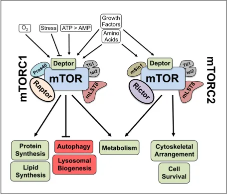 Figure 1.3:  mTOR complexes – regulation and function. 