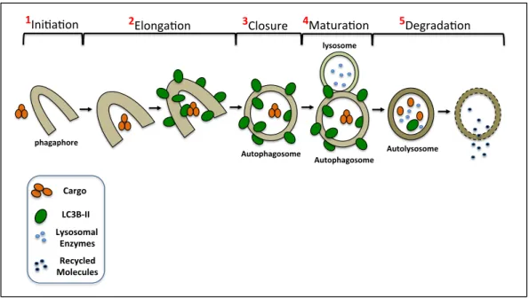 Figure 1.5:  Autophagic flux pathway 