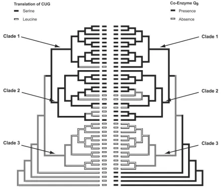FIG. 3. Diagrammatical representation of phylogram in Fig. 2 with character states for the translation of CUG (left side) and the presence or�9character could be reconstructed unambiguously with a statistical support value ofgray branches (absence of Co-Qd