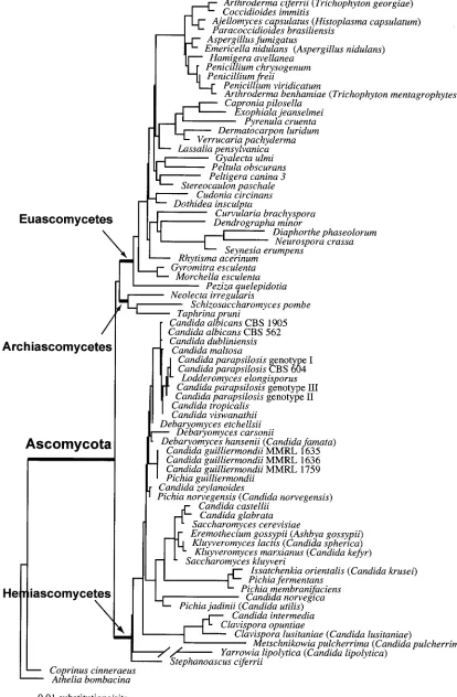 FIG. 1. Single most likely tree based on a combined analysis of the nuclear 18S rDNA and 26S rDNA of 73 ascomycetous taxa, using twobasidiomycetes as outgroups