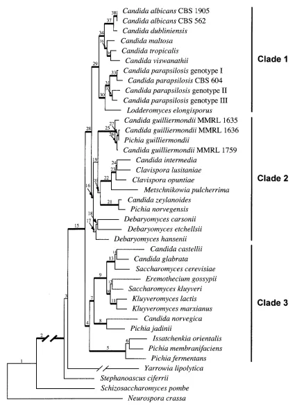 FIG. 2. Combined maximum likelihood analysis of six genes (ACT1comycetes and two outgroup species, an Archiascomycete (Bayesian posterior probabilitiesfor the statistical support of each node by each gene, as well as the combined multigenic support