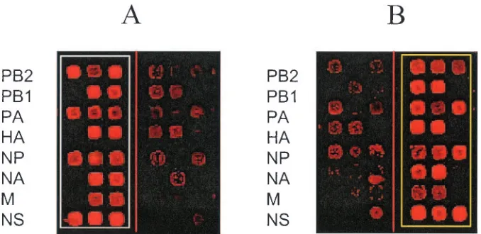 FIG. 2. Typical hybridization for reference virus strains B/Beijing/184/93 and B/Shangdong/7/97 on a subarray