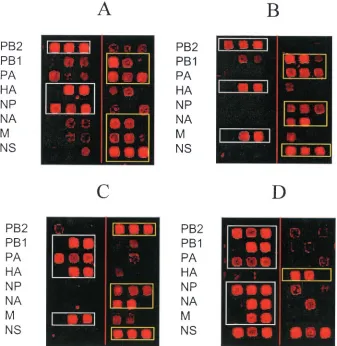 FIG. 3. Discrimination of hybridization patterns of four different reassortants on a subarray