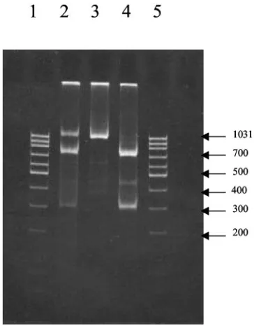 TABLE 5. Comparison of sequencing and microarray methods bymapping of inﬂuenza B virus reassortants on allinﬂuenza B virus genomic segmentsa