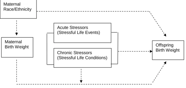 Figure 3.1.  Conceptual Model Depicting Hypothesized Relationships among  Maternal Race/Ethnicity, Maternal and Offspring Birth Weight, and Preconception  Stress, National Longitudinal Study of Adolescent Health, 1994-2008