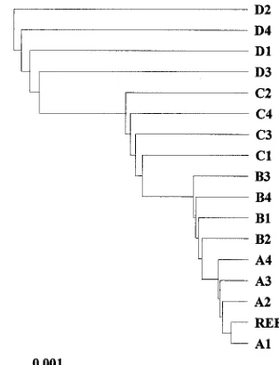 FIG. 2. Dendrogram depicting the relatedness of the outbreakpopulation of isolates. Relationships are based on the sequence simi-