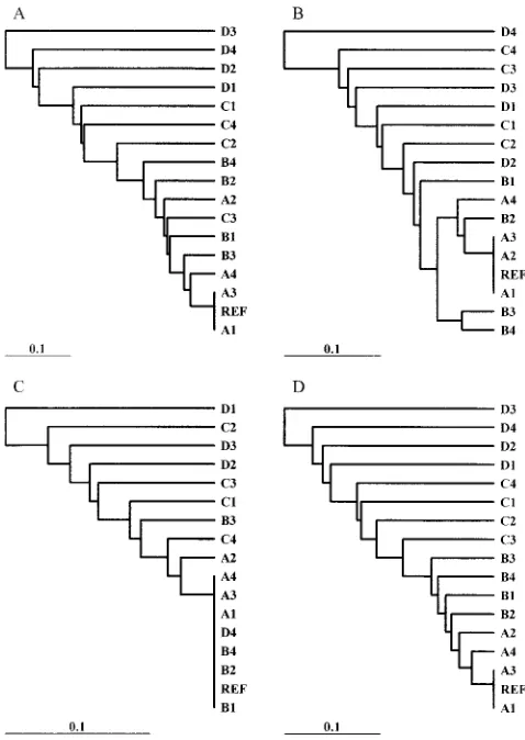 FIG. 4. Dendrograms depicting the relatedness of the outbreakpopulation of isolates and perfect matching