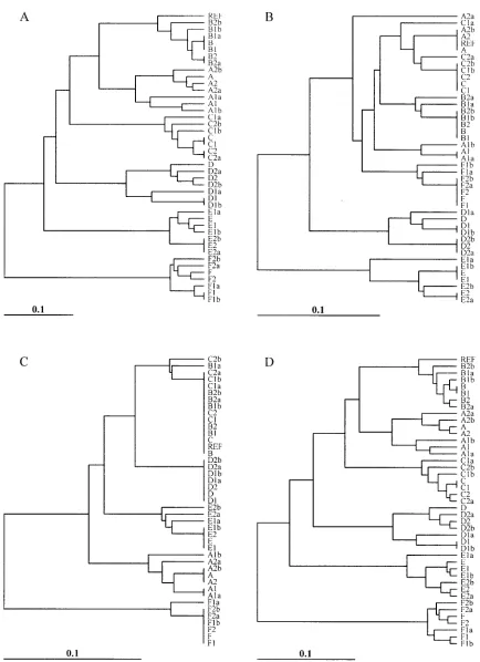 FIG. 6. Dendrograms depicting the relatedness of the ecological population of isolates and perfect matching