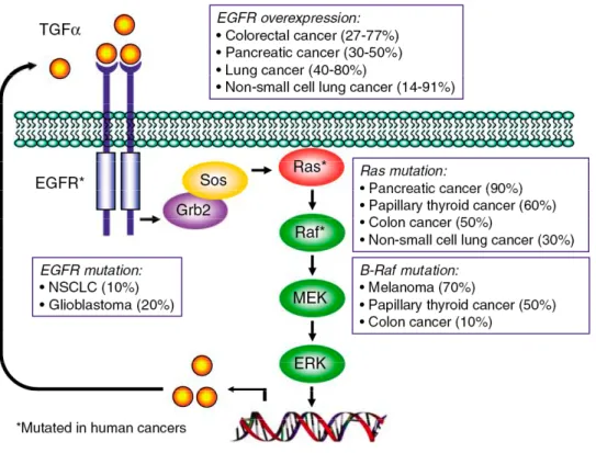 Figure 1.  Oncogene activation of the ERK MAPK cascade. Mutationally activated B- B-Raf, Ras and mutationally activated [by missense mutations in the cytoplasmic kinase domain in NSCLC or by extracellular domain truncations (e.g., VIII) in glioblastomas]