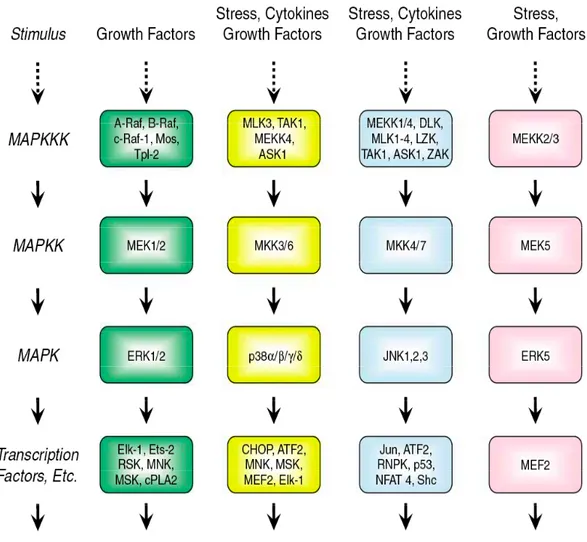 Figure 2.  Mammalian MAPK cascades. There are four major mammalian MAPKKK- MAPKKK-MAPKK-MAPK  protein  kinase  cascades