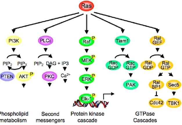 Figure 4. Ras stimulates diverse cytoplasmic signaling networks. Ras-GTP binds preferentially  to  more  than  20  classes  of  effector  proteins