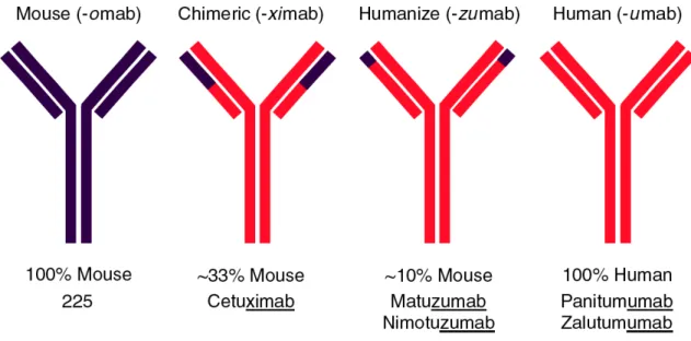 Figure  5.  EGFR  monoclonal  antibodies.  Nomenclature  of  monoclonal  antibodies (mAbs) has been devised for assigning generic or nonproprietary names