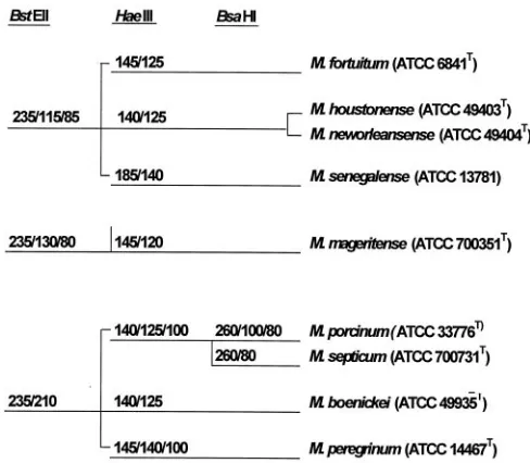 FIG. 2. PRA schema of the 441-bp Telenti fragment of the hsp65gene for separating members of the M