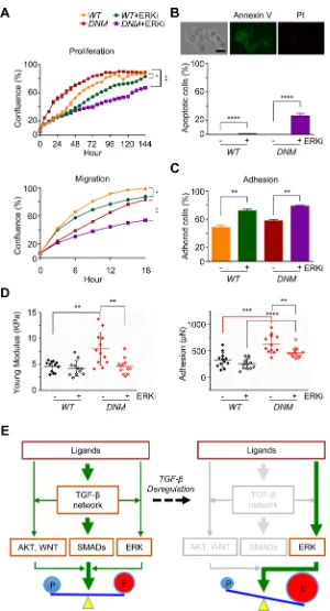 Figure 5: Combination of TGFBRII-disruption and ERK inhibition attenuates aggressive potential of TGFBRII-edited prostate cancer cells