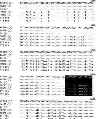FIG. 2. Multiple-sequence alignment of the serotype kof the differences in nucleotide alignment (highlighted by the black box)