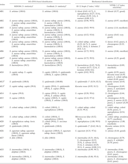 TABLE 4. Clinical staphylococcal isolates with dissenting or ambiguous results in identiﬁcation