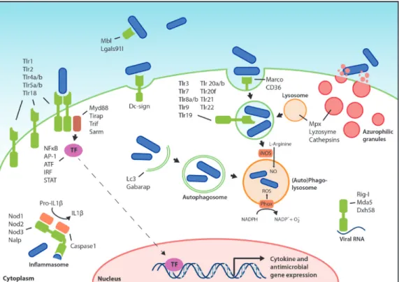Figure  1:  Pattern  recognition  receptors  and  effector  mechanisms  of  the  innate  immune  system