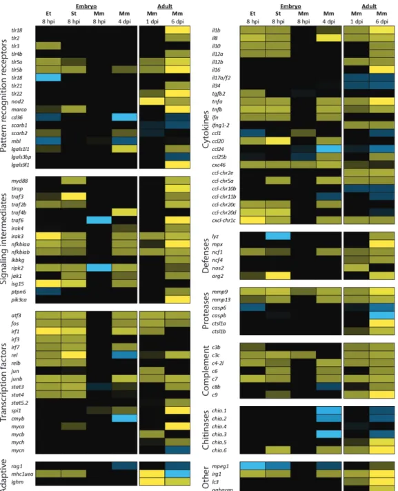 Figure  4:  Comparison  of  the  zebrafish  innate  immune  response  to  different  bacterial  pathogens