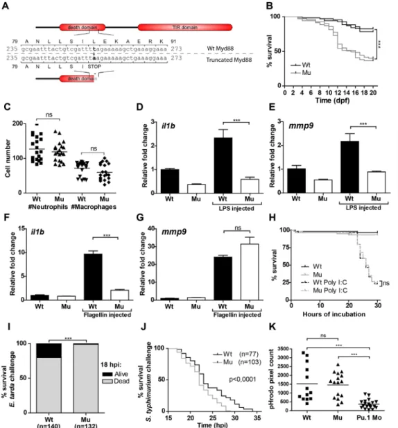 Figure 1. Characterization of myd88 mutant zebrafish and survival following infection with E