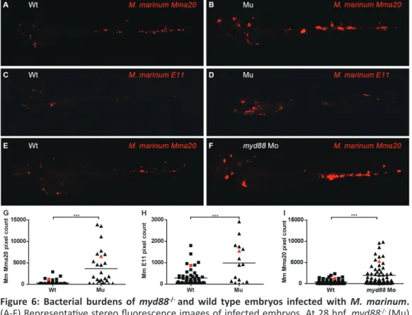 Figure  6:  Bacterial  burdens  of  myd88 -/-  and wild type embryos infected with M. marinum