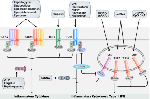 FIGURE 1. Schematic overview of mammalian PRRs and their associated ligands. TLRs are ex- ex-pressed on the cell surface and on endosomal membranes and act cooperatively with cytoplasmic  receptors of the NLR and RLR families to induce expression of inflam