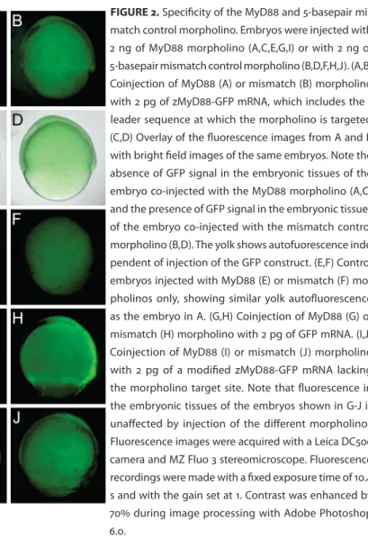 FIGURE 2. Specificity of the MyD88 and 5-basepair mis- mis-match control morpholino. Embryos were injected with  2 ng of MyD88 morpholino (A,C,E,G,I) or with 2 ng of  5-basepair mismatch control morpholino (B,D,F,H,J)