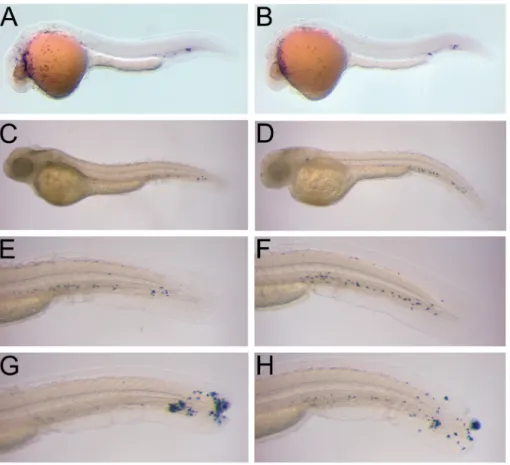 FIGURE 3. Development and properties of myeloid cells in MyD88 morphants. Embryos inject- inject-ed with 1.7 ng of MyD88 morpholino (A,C,E,G) or with 1.7 ng of 5-mismatch control morpholino  (B,D,F,H) were analysed for l-plastin expression in macrophages (