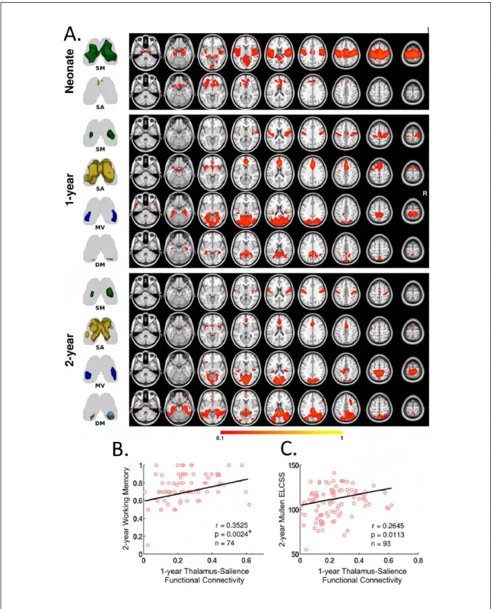 Figure 3.  Development of thalamocortical functional connectivity during the first 2 years of life