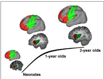 Fig. 4) (Alcauter and others 2015a). Taken together with  the observation that this network is the only one showing  robust thalamic connectivity besides primary networks in  neonates (Fig