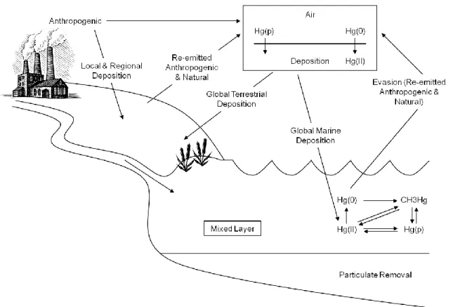 Figure 1-1. Global mercury cycle (Source: adapted from US EPA 1997) 
