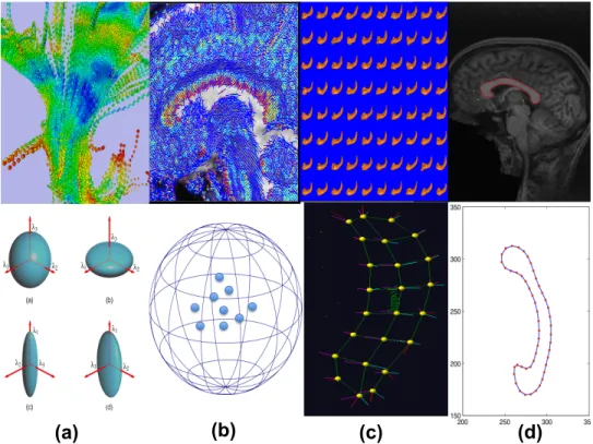 Figure 2.1: Examples of manifold-valued data: (a) diffusion tensors along white mat- mat-ter fiber bundles and their ellipsoid representations; (b) principal direction map of a selected slice and their directional representations on S 2 (1) ; (c) median re