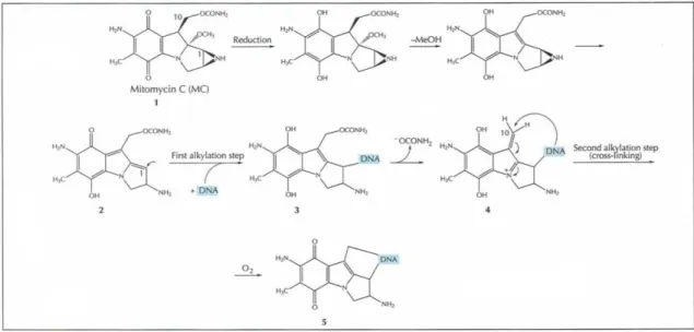 Figure 1. The reductive activation cascade of mitomycin C resulting in interstrand crosslinking  of DNA 