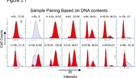 Figure  3.1.Cell  cycle  analysis  of  synchronized  HeLa  cells.  (A)  Histograms  of  DNA  content in synchronous HeLa cells upon G1/S release