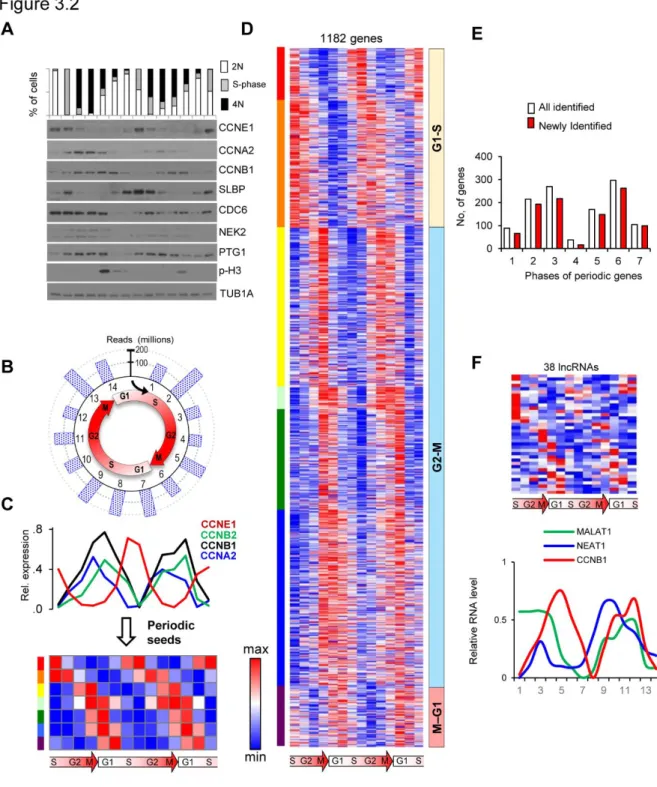 Figure  3.2.  Periodic  mRNA  expression  during  cell  cycle.  (A)  Cell  synchronization  confirmation by quantification of DNA content (upper bar graph) and immunoblotting of 