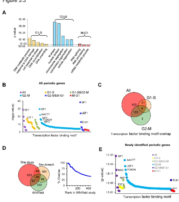 Figure 3.3. Periodic mRNA regulation and function. (A) Gene ontology terms enriched  in  periodic  genes  as  grouped  by  peak  stage